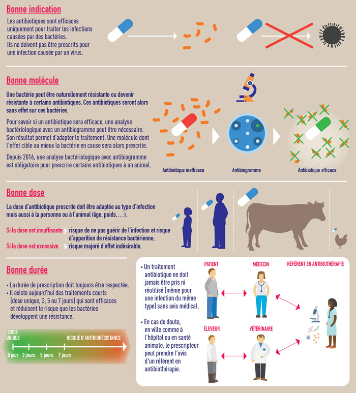 infographie bon usage des antibiotiques