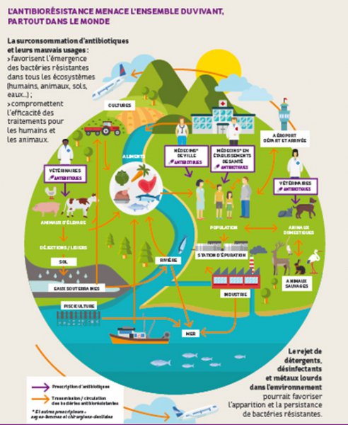 Infographie représentant l'ensemble du vivant humain et environnemental