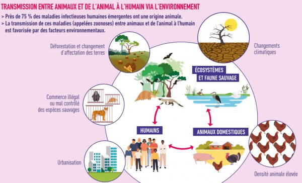 Infographie - Transmission entre animaux et de l'animal à l'humain via l'environnement